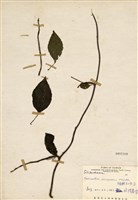 藏品(阿里山五味子)的圖片